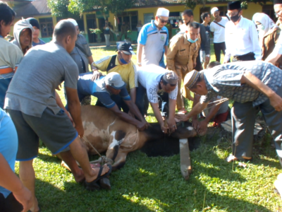 Kemenag Kab. Langkat Berkurban 11 Ekor Lembu